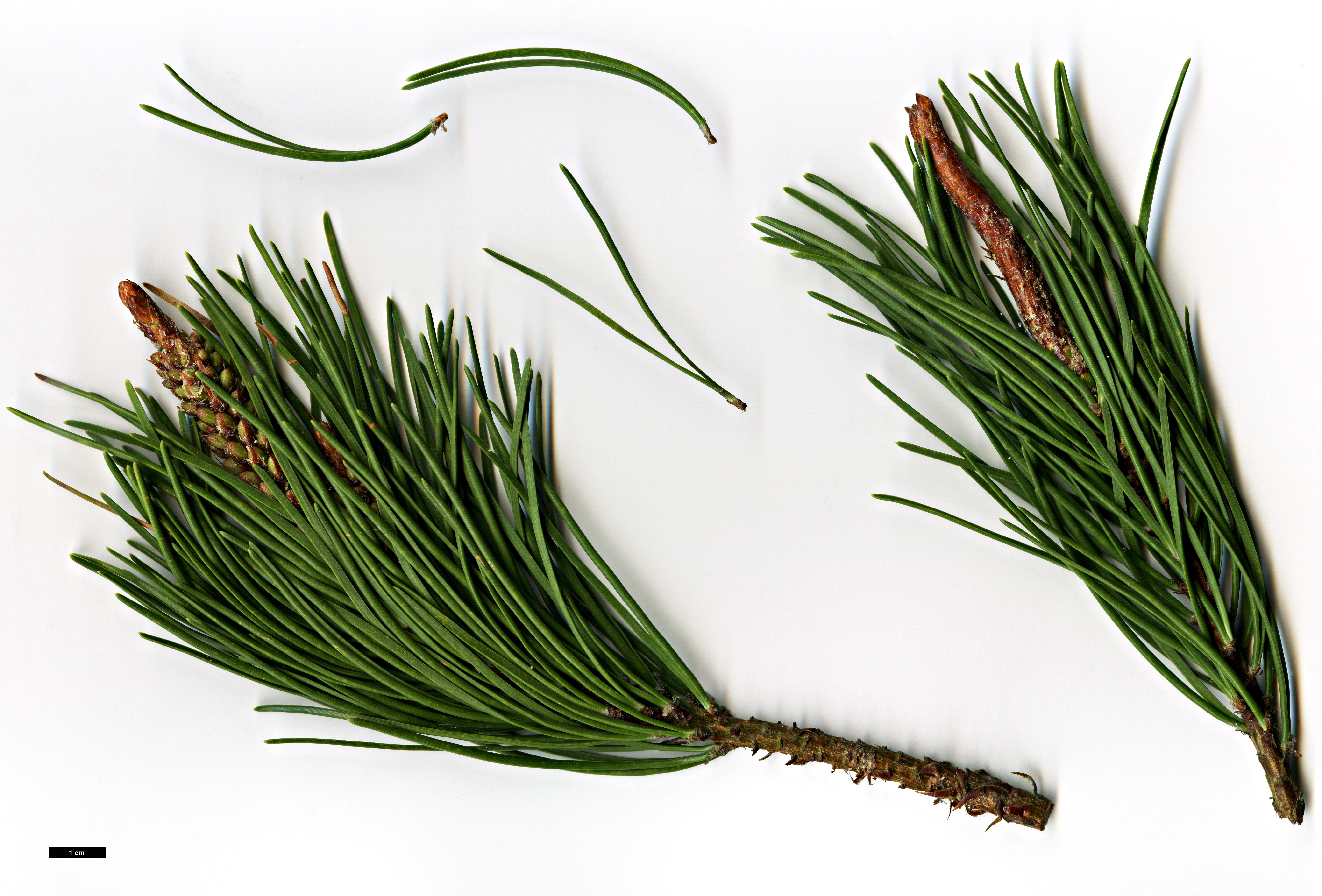 High resolution image: Family: Pinaceae - Genus: Pinus - Taxon: contorta - SpeciesSub: contorta 